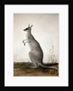 Macropus parryi, 1834 by Edward Lear