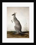 Macropus parryi, 1834 by Edward Lear