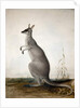 Macropus parryi, 1834 by Edward Lear