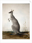 Macropus parryi, 1834 by Edward Lear