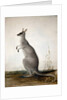 Macropus parryi, 1834 by Edward Lear