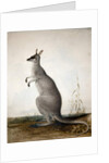 Macropus parryi, 1834 by Edward Lear