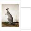 Macropus parryi, 1834 by Edward Lear