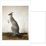 Macropus parryi, 1834 by Edward Lear