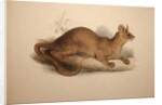 Cryptoprocta ferox, 1833 by Edward Lear