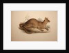 Cryptoprocta ferox, 1833 by Edward Lear