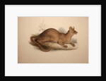 Cryptoprocta ferox, 1833 by Edward Lear