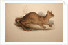 Cryptoprocta ferox, 1833 by Edward Lear