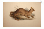 Cryptoprocta ferox, 1833 by Edward Lear