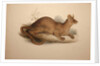 Cryptoprocta ferox, 1833 by Edward Lear