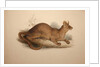 Cryptoprocta ferox, 1833 by Edward Lear