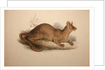 Cryptoprocta ferox, 1833 by Edward Lear