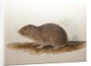 Ctenomys magellanicus, 1836 by Edward Lear