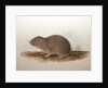 Ctenomys magellanicus, 1836 by Edward Lear