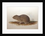 Ctenomys magellanicus, 1836 by Edward Lear