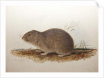 Ctenomys magellanicus, 1836 by Edward Lear