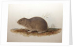 Ctenomys magellanicus, 1836 by Edward Lear