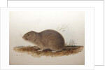 Ctenomys magellanicus, 1836 by Edward Lear