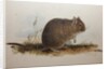 Octodon cumingii, 1836 by Edward Lear