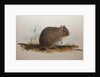 Octodon cumingii, 1836 by Edward Lear