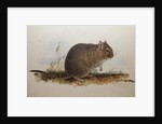 Octodon cumingii, 1836 by Edward Lear