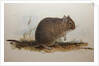 Octodon cumingii, 1836 by Edward Lear