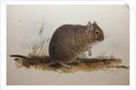 Octodon cumingii, 1836 by Edward Lear
