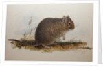Octodon cumingii, 1836 by Edward Lear