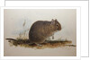 Octodon cumingii, 1836 by Edward Lear
