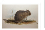 Octodon cumingii, 1836 by Edward Lear