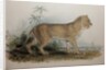 Maneless Lion of Guzerat, 1835 by Edward Lear
