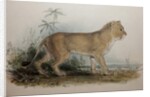 Maneless Lion of Guzerat, 1835 by Edward Lear