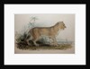 Maneless Lion of Guzerat, 1835 by Edward Lear