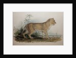 Maneless Lion of Guzerat, 1835 by Edward Lear