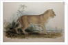 Maneless Lion of Guzerat, 1835 by Edward Lear