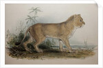 Maneless Lion of Guzerat, 1835 by Edward Lear