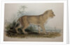 Maneless Lion of Guzerat, 1835 by Edward Lear