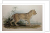 Maneless Lion of Guzerat, 1835 by Edward Lear