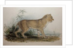 Maneless Lion of Guzerat, 1835 by Edward Lear