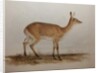 Red Lechwe, 1836 by Edward Lear