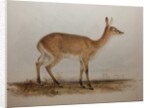 Red Lechwe, 1836 by Edward Lear