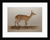 Red Lechwe, 1836 by Edward Lear