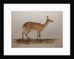 Red Lechwe, 1836 by Edward Lear