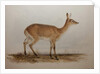 Red Lechwe, 1836 by Edward Lear