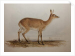 Red Lechwe, 1836 by Edward Lear