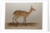 Red Lechwe, 1836 by Edward Lear