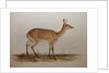 Red Lechwe, 1836 by Edward Lear