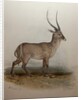 Bohor Reedbuck, 1834 by Edward Lear