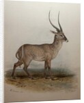 Bohor Reedbuck, 1834 by Edward Lear
