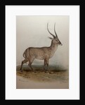 Bohor Reedbuck, 1834 by Edward Lear